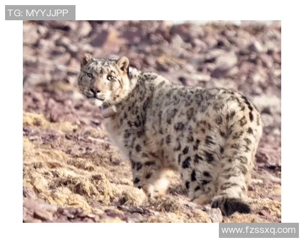天山雪豹与四川的生态对决探秘自然保护与生物多样性的重要性 天山雪豹与四川的生态对决探秘自然保护与生物多样性的重要性