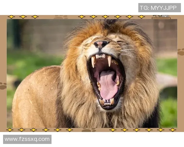 灰熊与棕熊激烈对决视频精彩瞬间回顾与分析